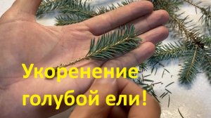 Укоренение голубой ели. Черенкование