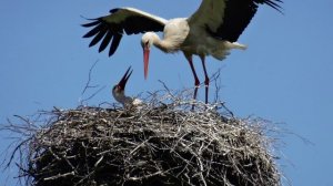 Аист на крыше песня