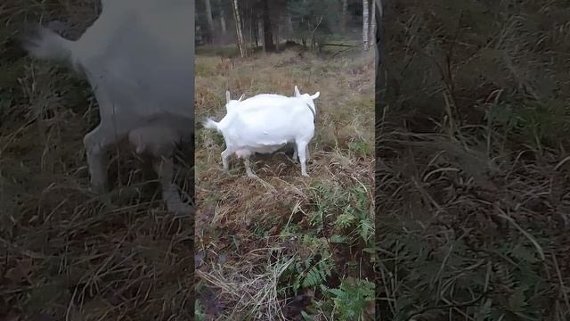 Когда покрывать козу.