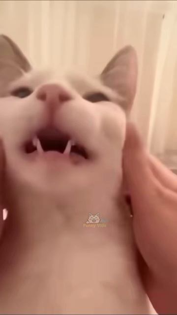 Смешная реакция котов Неожиданно😼😼 смотреть онлайн