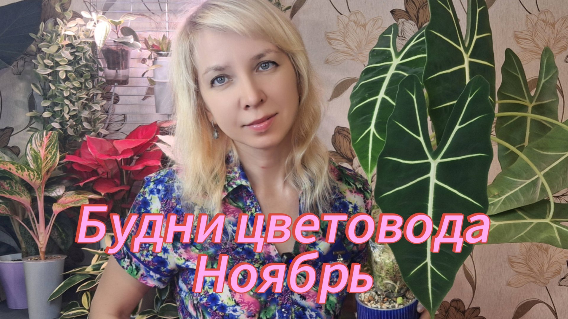 Будни цветовода. Черенкую алоказию, первые проблемы на новом месте смотреть онлайн