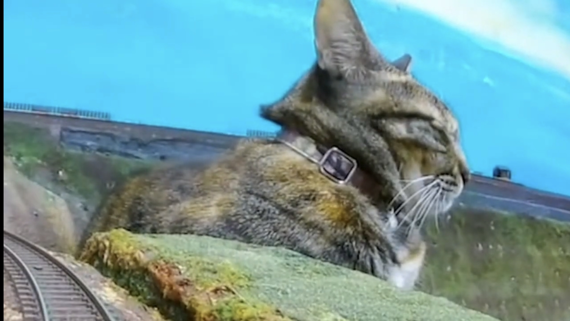 Поезд и железная дорога и кошки смотреть онлайн
