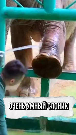 Очень умный слоник❤️