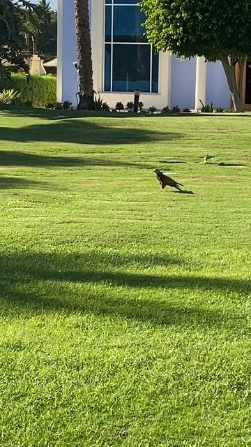 Что за птица такая смотреть онлайн