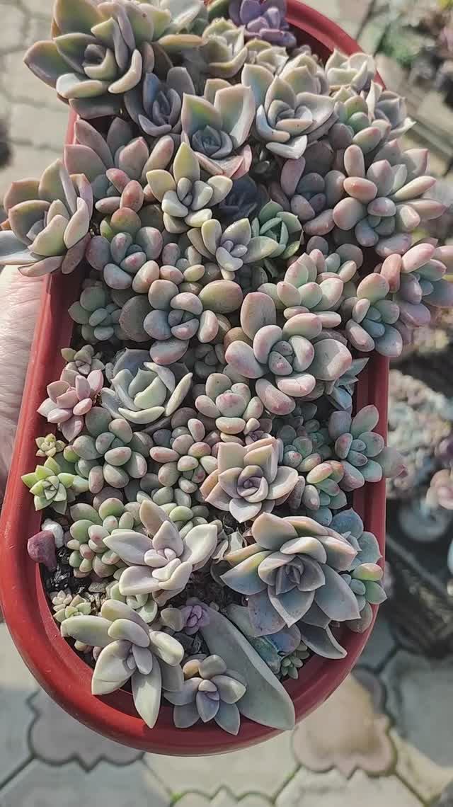 Детки суккулентов из листочков смотреть онлайн