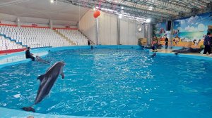 Шоу дельфинов в Анапском дельфинарии!