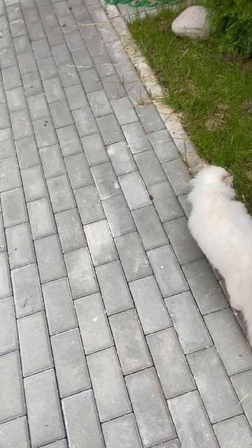 IMG_3563 смотреть онлайн