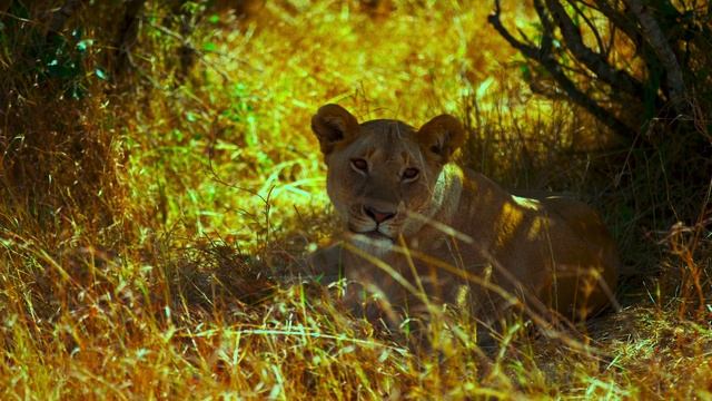 Дикая природа 4К 8К Full HD ультра (Wildlife 4K 8K Full HD Ultra) смотреть онлайн