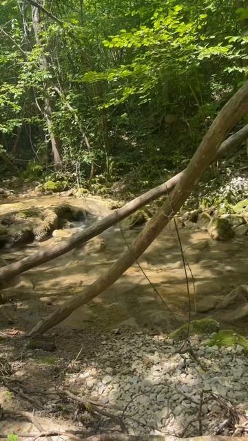 Mangrove rainforest in Serbia #naturewalk #mountains #hike #camping #explore смотреть онлайн