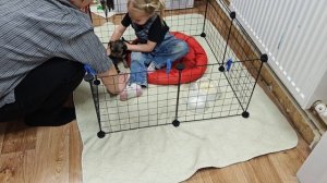 Очередная уборка у щенков