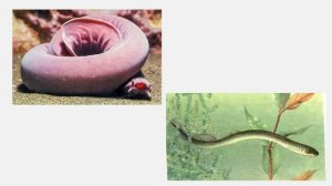 Хордовые 2  Подтип Бесчерепные  Класс Ланцетники