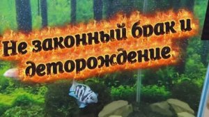 Мальки гибриды! Скрестились сапфировый попугай с розовым фламинго|Часть 1