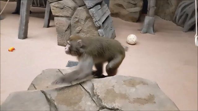 Кайко любит на верёвке висеть, в мячик играть, а Китана сидеть на камне около посетителей 30.10.2025 смотреть онлайн