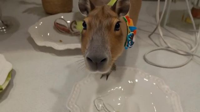 капибара в чокопайке.mp4