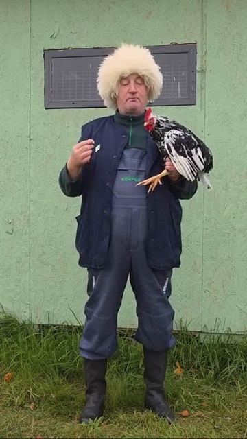 ПЕТУХИ ЛЕГГОРН ДАЛМАТИНЦЫ! 08.11.2025 ГОД. смотреть онлайн