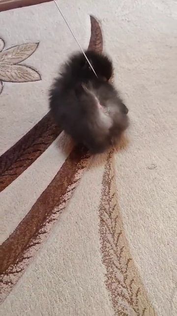 #померанскийшпиц