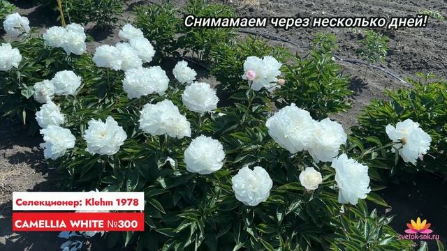 Кремово-белый пион Camelia White / Сад Ворошиловой смотреть онлайн