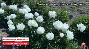 Кремово-белый пион Camelia White / Сад Ворошиловой