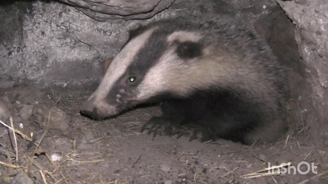 Барсук в норе. Чуть не укусил за палец.