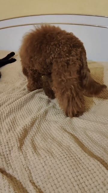 Пудель и кот смотреть онлайн