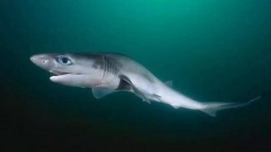 Акула — 41 удивительный факт! Виды акул для детей