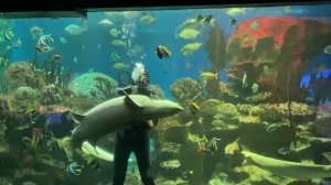 Танцы с акулами в океанариуме Санкт-Петербурга