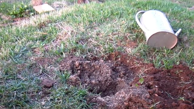 КАК ПРАВИЛЬНО САЖАТЬ ЕЛЬ ёлка