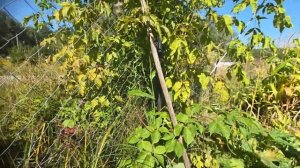 ☆ВИДЕО-ВЛОГ☆ 2 серия - ОГОРОД ☆