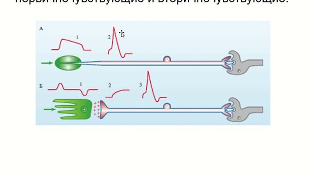 Анализаторы, их общие свойства, строение, функции смотреть онлайн