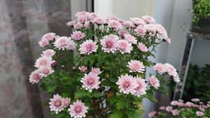 Растения с дачи на лоджии. Ленинградская область.