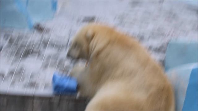 Кай весь день провёл на даче и отказался заходить в свой вольер когда ему принесли рыбу 05.11.2025 смотреть онлайн