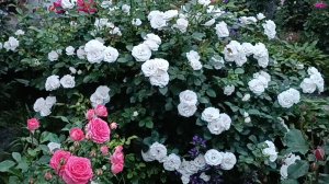 Роза Аспирин (Aspirin Rose) популярная и надёжная.