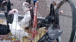 Ярмарка голубей, Шахтерск, 08.11.25