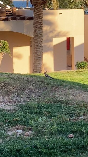 Египетская чудо птица смотреть онлайн
