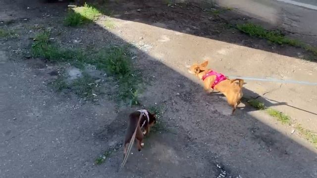 Пассажиры выгуливают своих питомцев на остановке смотреть онлайн