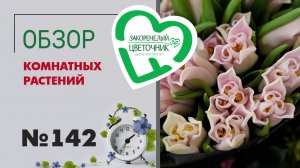 Обзор растений и анонс дня рождения. Орхидеи, антуриумы, камелии, гиппеаструмы, азалии, папоротники.