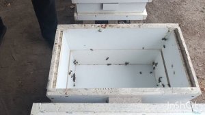 Осмотрел рой из дупла.