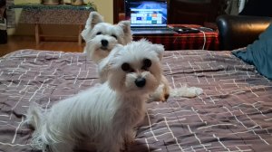 Наш вкусный ужин с лохматиками!!!