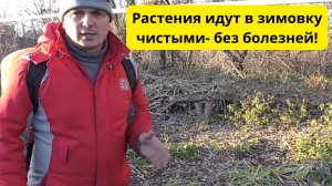 Наиважнейшая позднеосенняя обработка сада и виноградника!