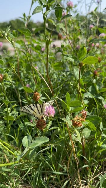 бабочка Подалирий/Prugasti jedrilac/Scarce swallowtail #butterfly #naturewalk #srbija #сербия #best смотреть онлайн