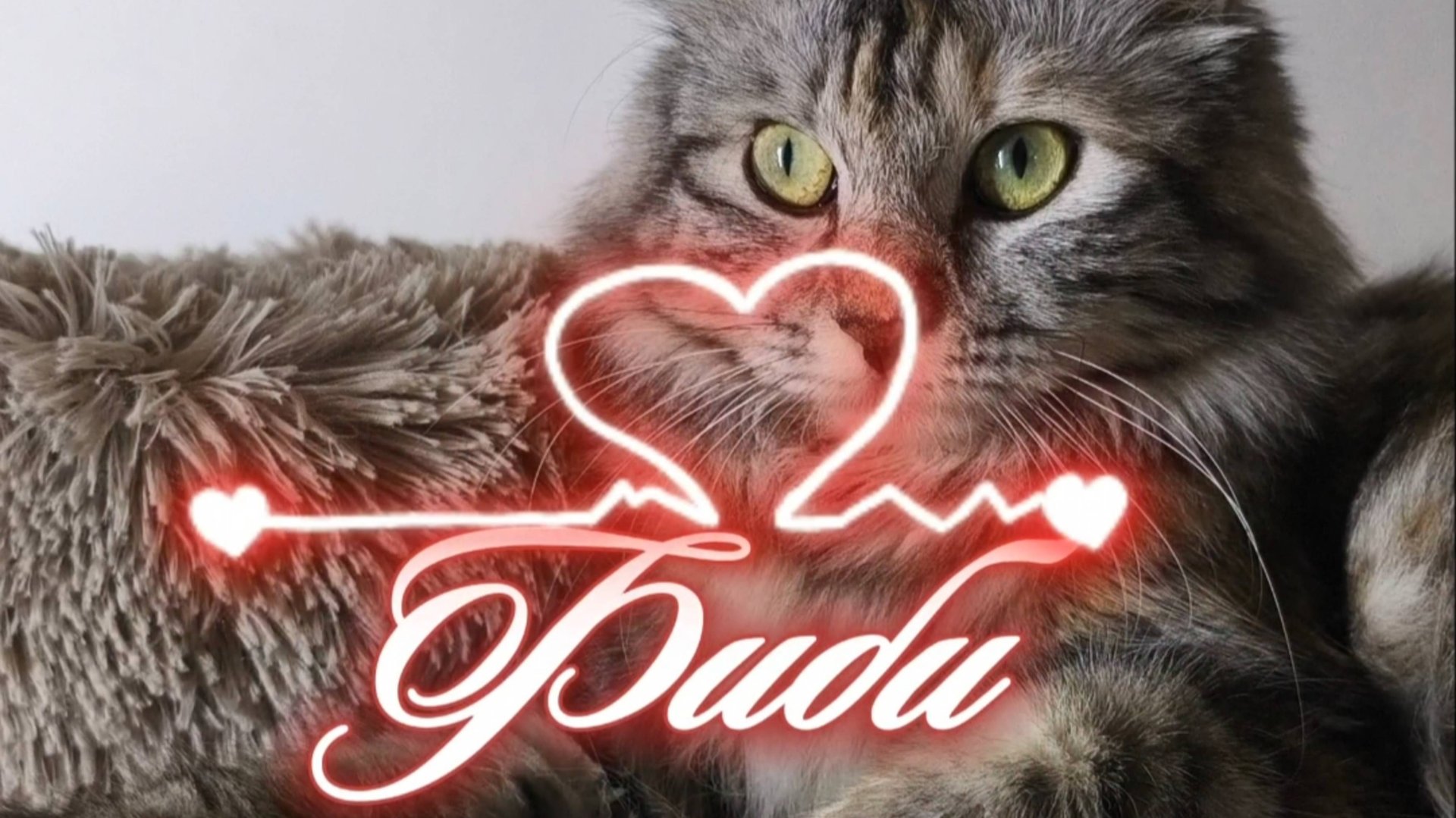 Фиби, кошка