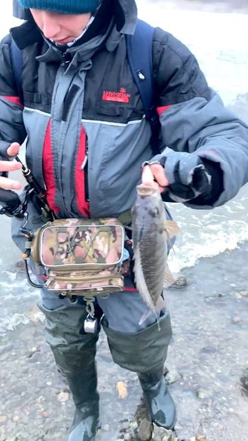 В Удомлю за ней... #микроджиг #рыбалка #Удомля #тилапия смотреть онлайн