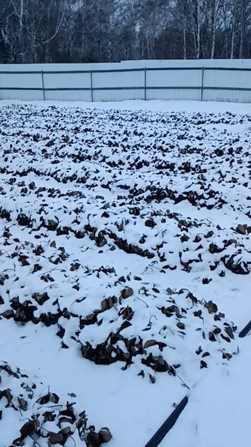 Как выглядят клубничные грядки 8 ноября #Красноярск смотреть онлайн