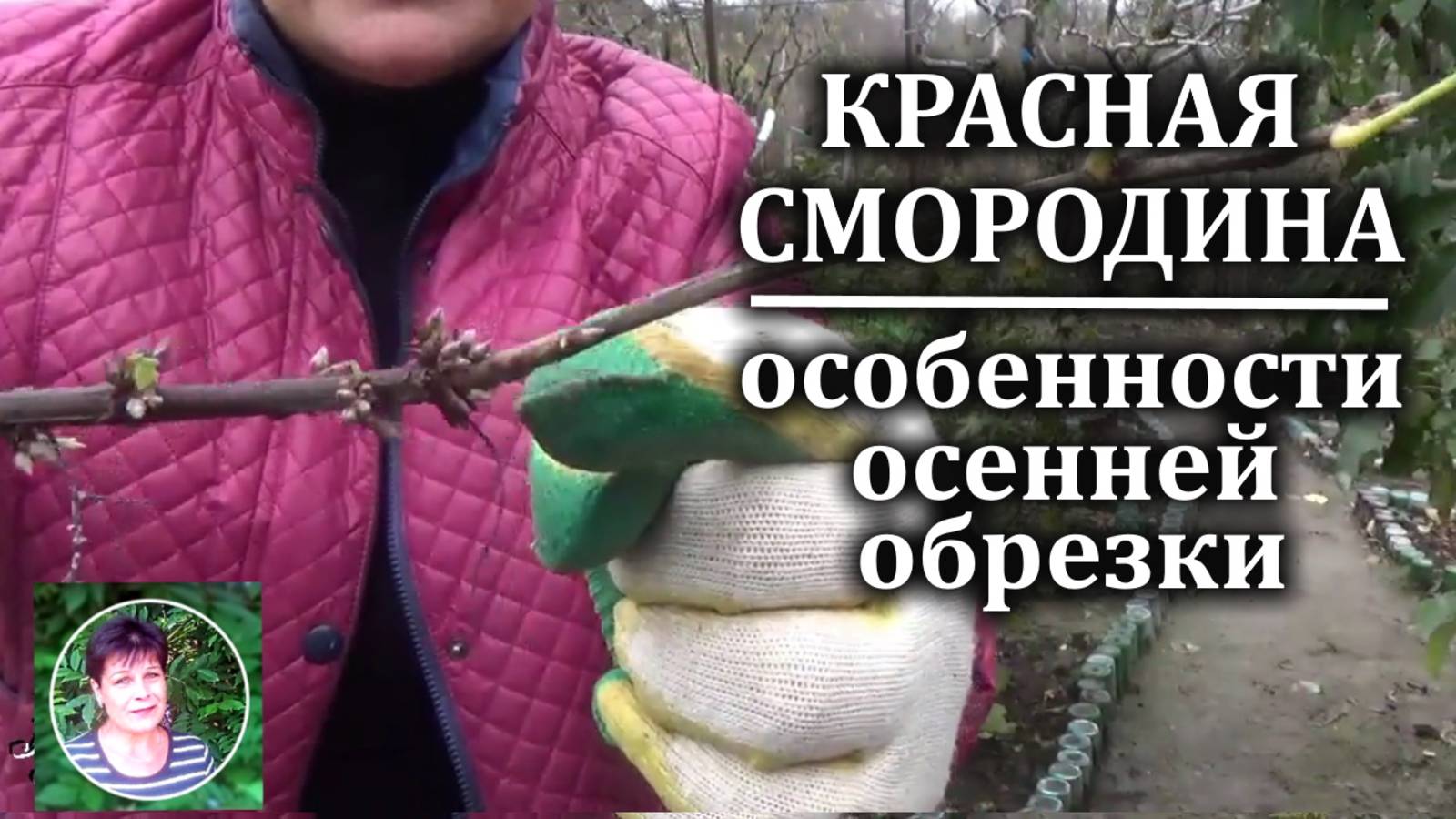 Как обрезать смородину осенью Особенности обрезки красной и белой смородины смотреть онлайн