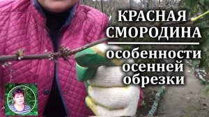 Как обрезать смородину  осенью Особенности обрезки красной и белой смородины