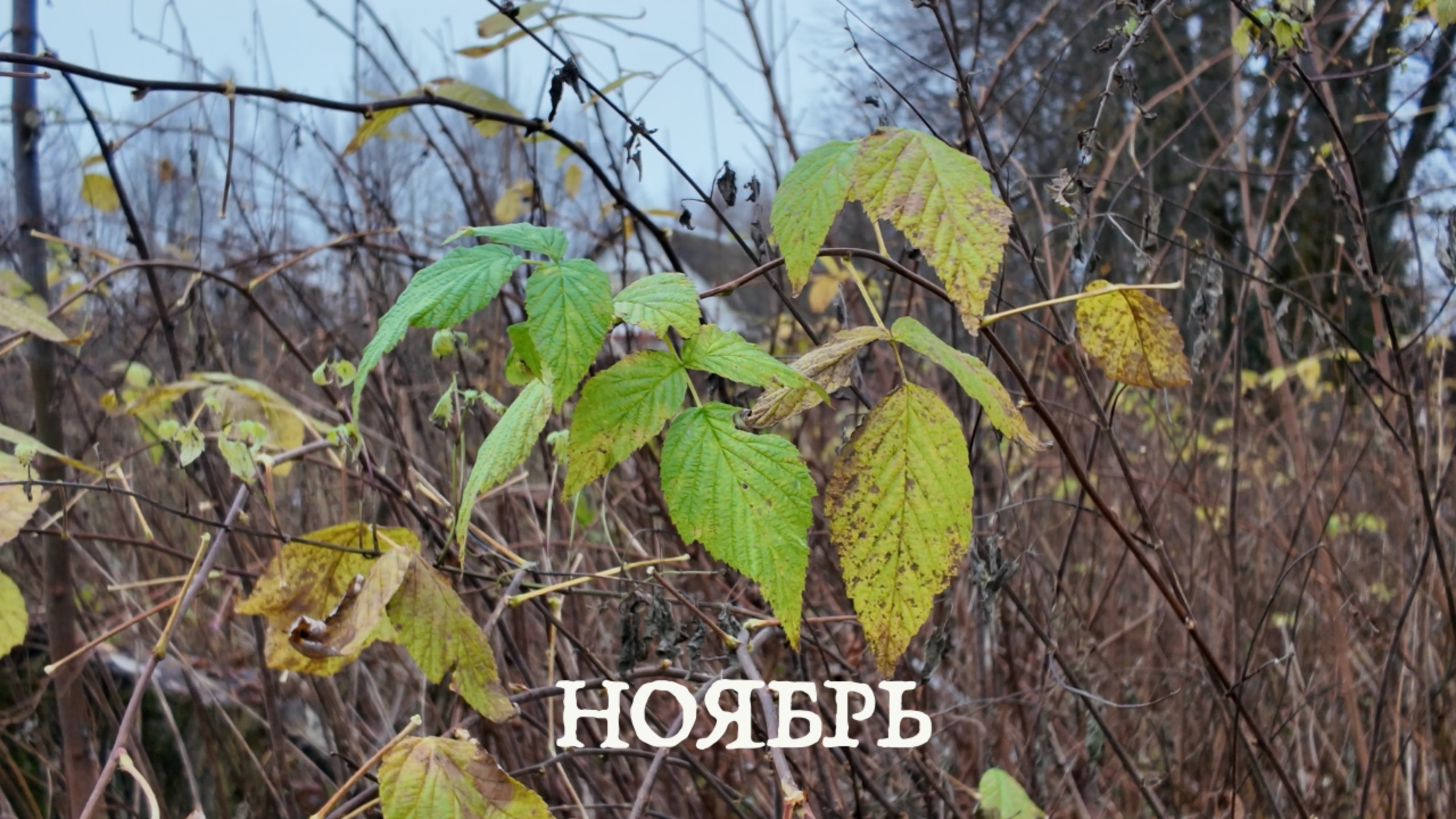 ноябрь смотреть онлайн