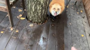 Лиса-Алиса. Лиса не хочет никого пускать на кухню