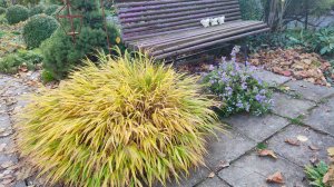 Пересадка розы Хайди Клум, удаление поросли от подвоя и красавица бакопа 07.11.2025 г. Пятигорск.