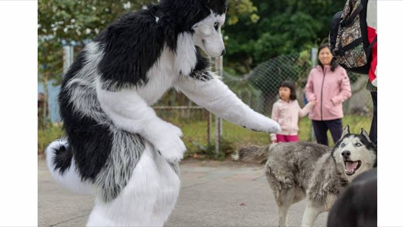 Лучшие смешные видео 2025 года 😂 Попробуй не засмеяться Смешные видео смотреть онлайн