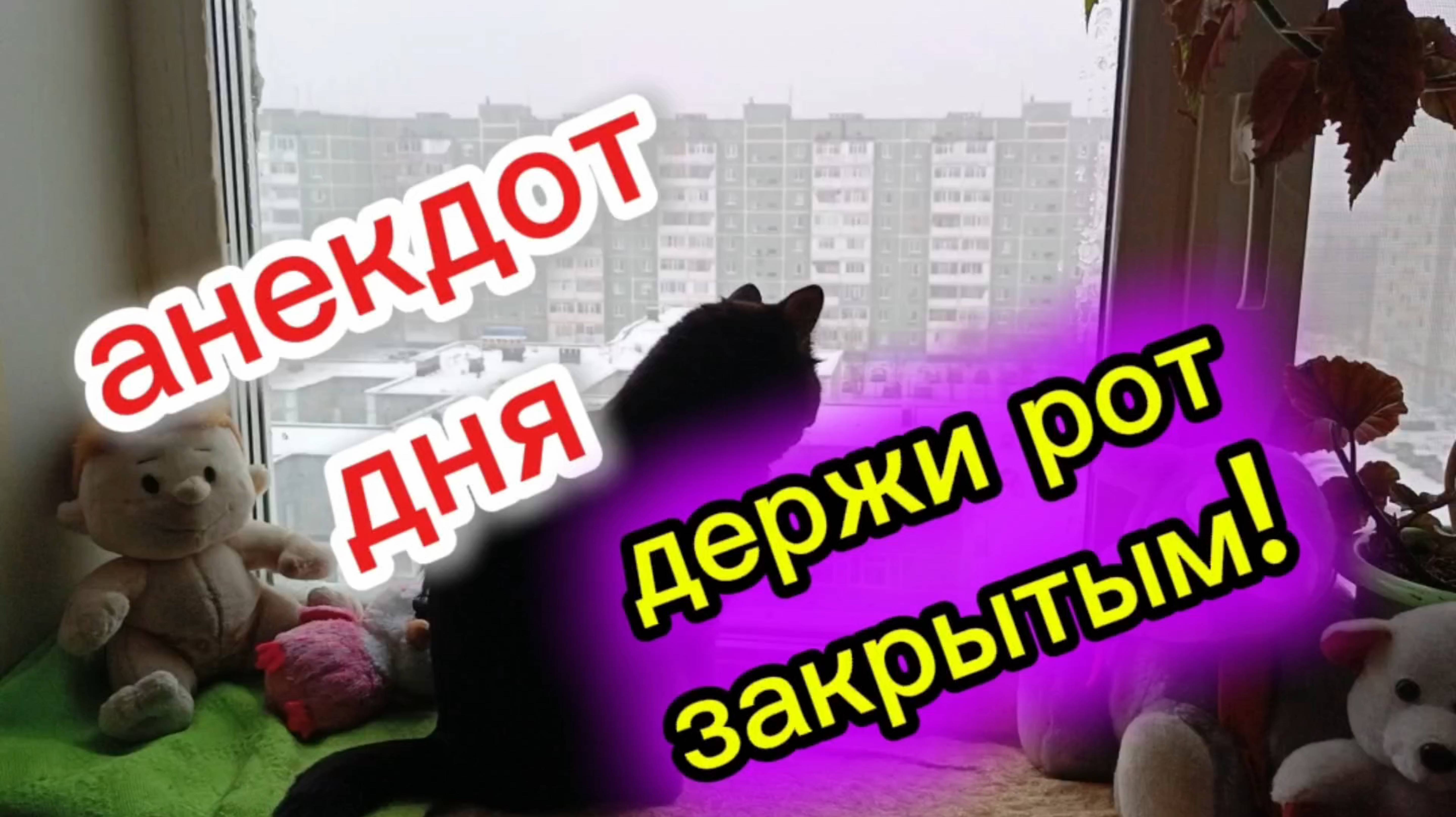 Кошки с озвучкой. смотреть онлайн